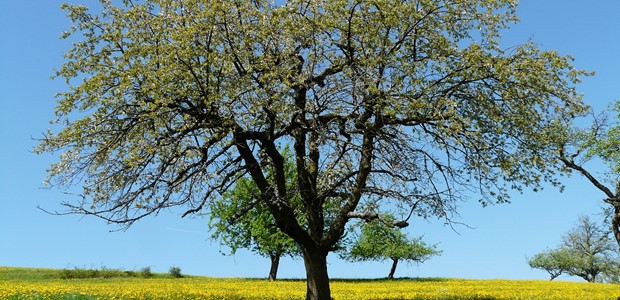 Ανοιξιάτικος καιρός σήμερα αλλά χαλάει το Σαββατοκύριακο