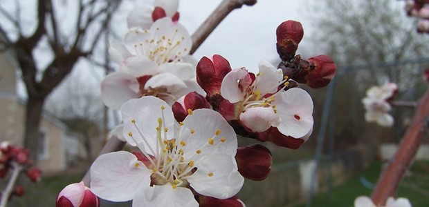 Aκαρπία και καρπόπτωση στις καλλιέργειες μηλιάς και βερικοκιάς