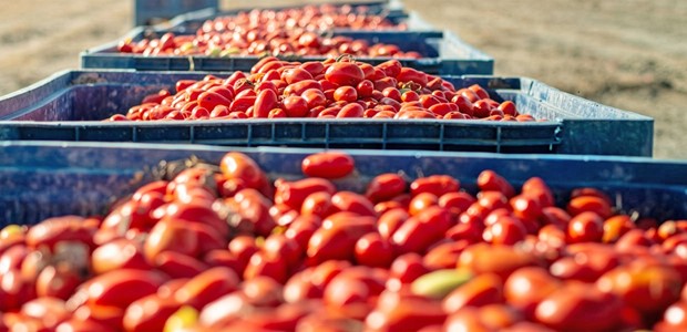 Σε πίεση η βιομηχανική ντομάτα στη Θεσσαλία 