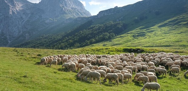 Να επιτραπούν οι μετακινήσεις κτηνοτρόφων σε βοσκοτόπια