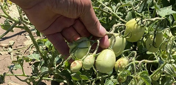 Το μπουρίνι προκάλεσε ζημιές σε 7.000 στρέμματα καλλιεργειών 