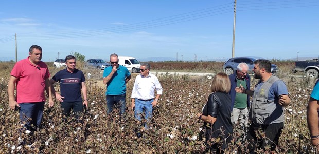 Χαμηλή η παραγωγή βαμβακιού σε Φάρσαλα, Καρδίτσα