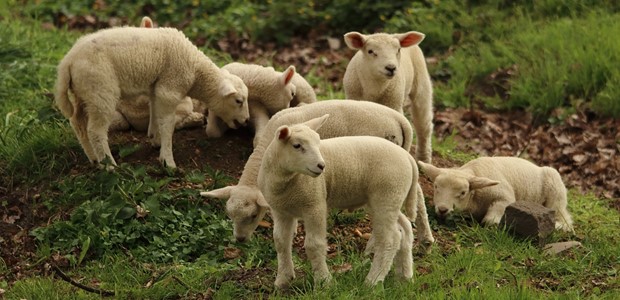 ΥΠΑΑΤ: Κρούσμα πανώλης σε αιγοπρόβατα στην Καλαμπάκα 