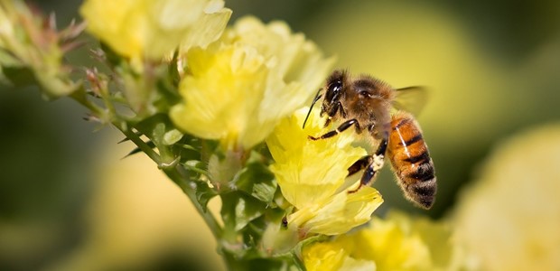 Προστασία των μελισσών από χημικούς ψεκασμούς