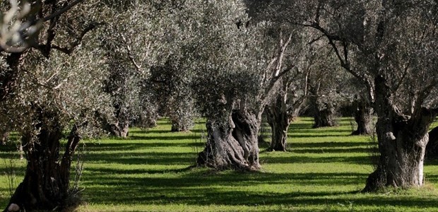 Προβλήματα σε ελαιώνες από εμφάνιση πυρηνοτρήτη