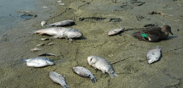 Νεκρά ψάρια στον Πηνειό 