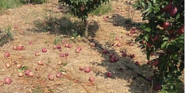 Μεγάλη καταστροφή στα μήλα σε Ζαγορά και Μακρυράχη