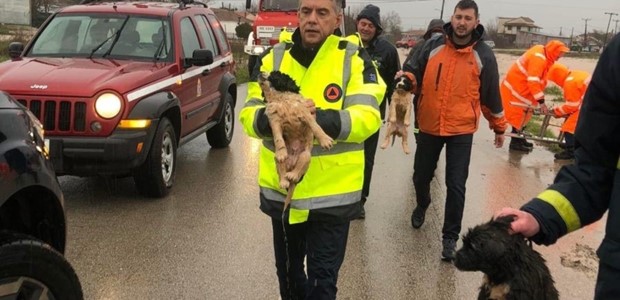 Διάσωση σκυλιών από την Πυροσβεστική και τον Κ.Αγοραστό 