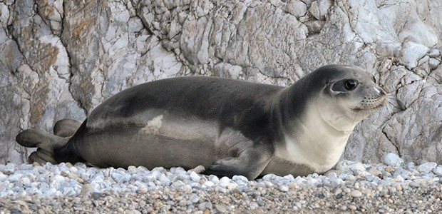 Στα 22.000€ το ποσό επικήρυξης του δολοφόνου του Κωστή!