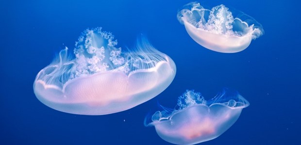 Τι έφερε τις τσούχτρες στον Παγασητικό και πότε θα φύγουν