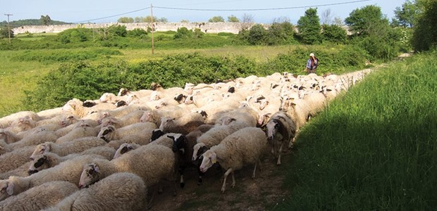 Αποζημιώσεις 1,8 εκατ. ευρώ σε κτηνοτρόφους της Θεσσαλίας