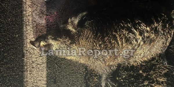 «Σμπαράλια» αγροτικό μετά από σύγκρουση με αγριογούρουνο