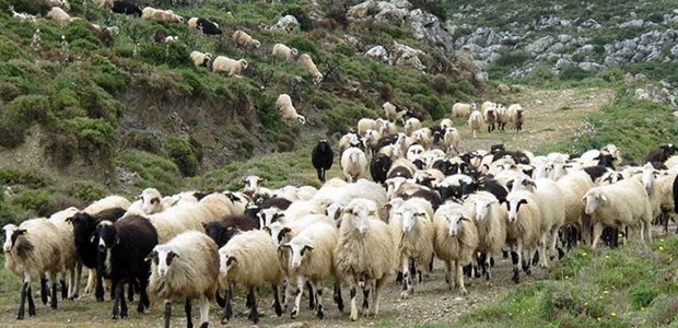 Αδυνατούν οι κτηνοτρόφοι να αγοράσουν ζωοτροφές