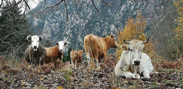 Στο απροχώρητο η κατάσταση με τα ανεπιτήρητα ζώα