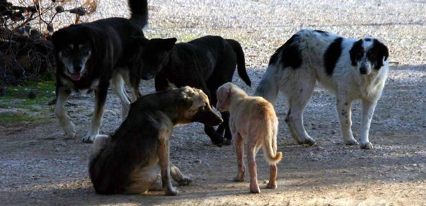 Πρόβλημα με αδέσποτα σκυλιά στην Ματαράγκα Καρδίτσας 