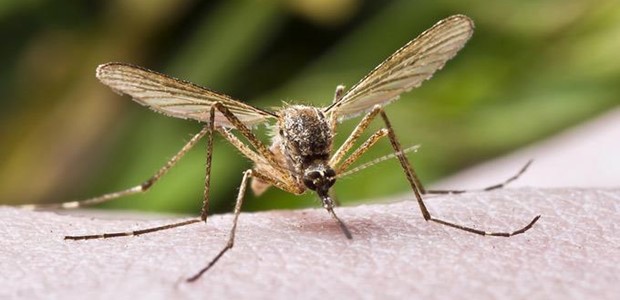Κουνούπια: Γιατί φέτος θα αργήσουν να μας τσιμπήσουν;