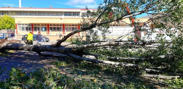 Λεύκα έπεσε πάνω σε σταθμευμένα αυτοκίνητα 
