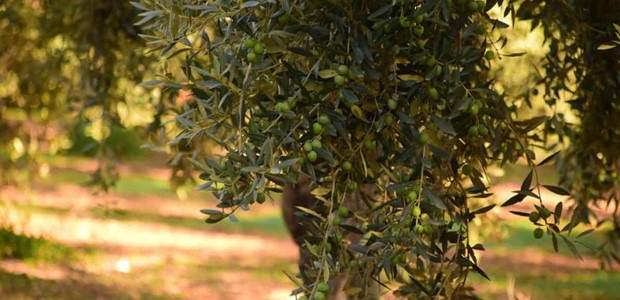 Φεύγουν από την Ελλάδα οι Αλβανοί εργάτες γης 