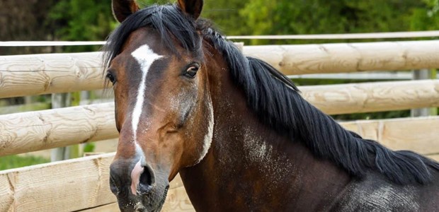 Στον Ζωολογικό κήπο άλογο που βρέθηκε στο κέντρο της πόλης! 