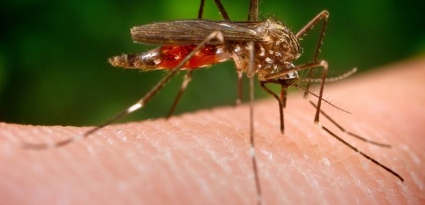 Ιός Δυτικού Νείλου: Στα 25 τα κρούσματα στην Ελλάδα 