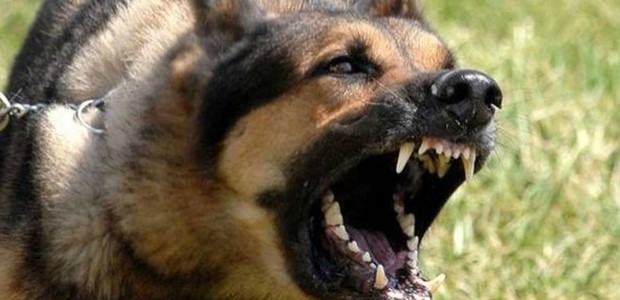 Θεσσαλονίκη: Σκύλος δάγκωσε στο μάγουλο 4χρονη 