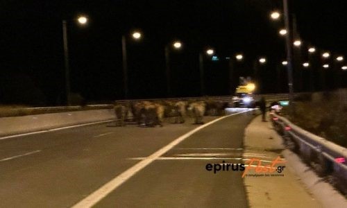 Εκτροπή νταλίκας με αγελάδες… στην Εγνατία!