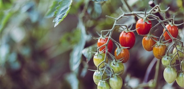 Ζημιές από περονόσπορο στις ντομάτες θερμοκηπίου