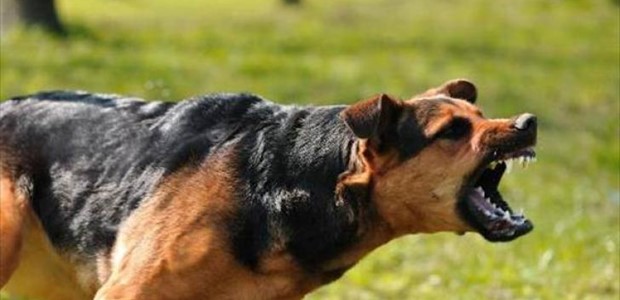 Συνελήφθη 63χρονη για επίθεση του σκύλου της σε γείτονα!