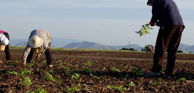 Παραγωγοί κινδυνεύουν να χάσουν το αγροτικό τιμολόγιο