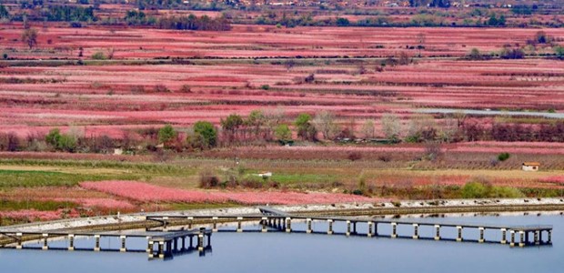Βέροια: Ξεκίνησε ο τουρισμός της… ανθισμένης ροδακινιάς