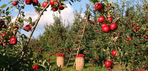 Κίνδυνος να μείνουν αδιάθετα και ασυγκόμιστα τα μήλα