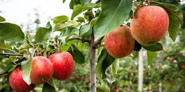 Ξεκίνησε η συγκομιδή των μήλων Αγιάς 