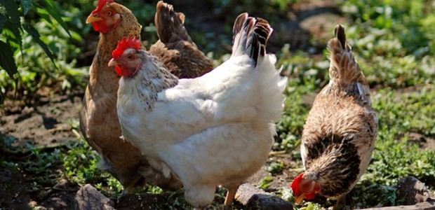 Χιλιάδες κοτόπουλα και αυγά στην αγορά ως δήθεν βιολογικά 