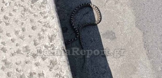 Φίδι «έκοβε» βόλτες σε κεντρική πλατεία της Λαμίας