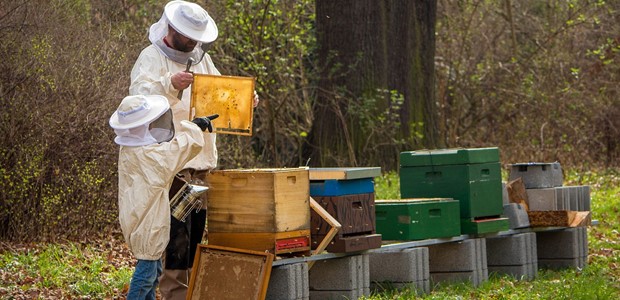 Σημαντικές απώλειες σε χιλιάδες μελίσσια της Θεσσαλίας 