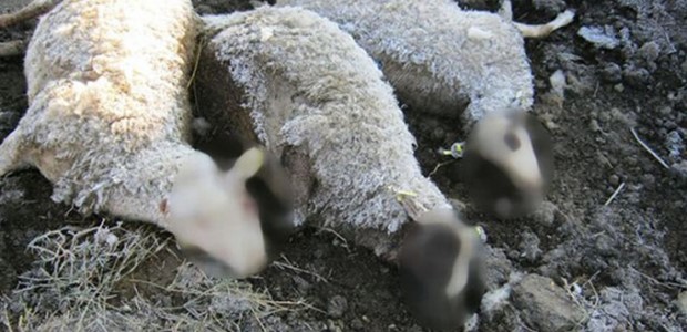 Ασυνείδητος κτηνοτρόφος πέταξε νεκρά πρόβατα