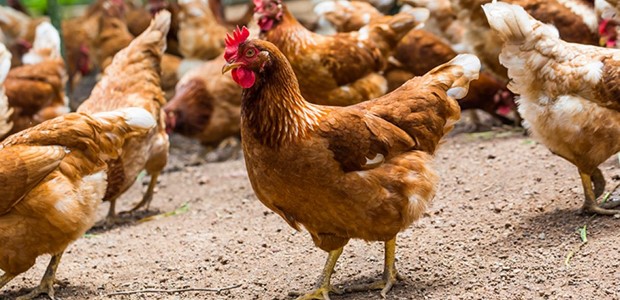 Αδέσποτοι σκύλοι κατασπάραξαν κότες 