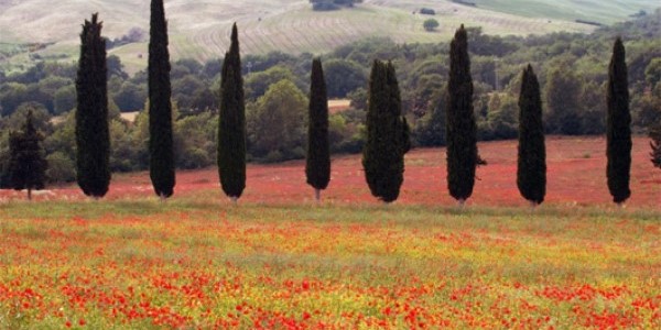 Προκαταρκτική για κοπή αιωνόβιων κυπαρισσιών 