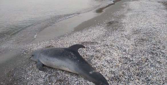 Δελφίνι εντοπίστηκε νεκρό στη Βελίκα 