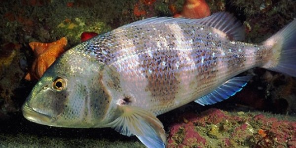 Αλιευτικός έλεγχος με κατάσχεση συναγρίδας