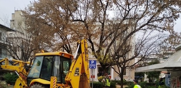 Προστασία των δέντρων με κλαδέματα 