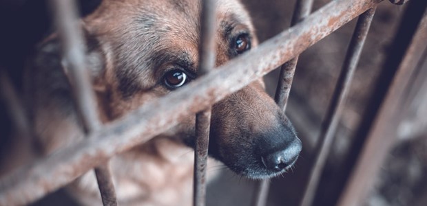 Πρόστιμο 31.000 ευρώ σε 75χρονο για κακοποίηση σκύλου