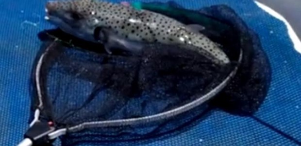 Επιστήμονες καταγράφουν την «εισβολή» ξενικών ψαριών
