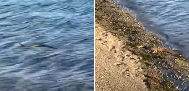 Φίδι που κολυμπούσε στη θάλασσα προκάλεσε τρόμο