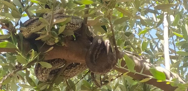 Αγρότης βρήκε δύο τεράστια φίδια σε ελαιοδέντρο