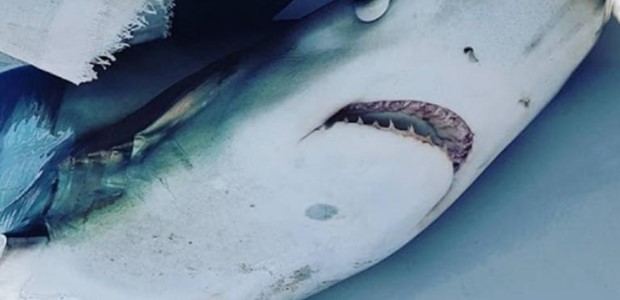 Γαλέος 280 κιλών στη Σκόπελο