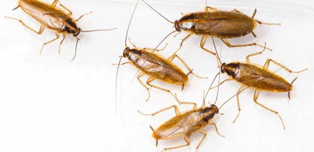 Κατακλύστηκε από κατσαρίδες η συνοικία της Νέας Δημητριάδας