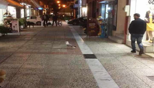 Γλάρος εγκλωβίστηκε σε φωταγωγό πολυκατοικίας