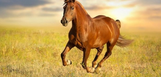 Κρούσμα ιού του Δυτικού Νείλου σε άλογο