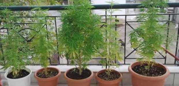 Είχε στην βεράντα του 106 γλάστρες με κάνναβη